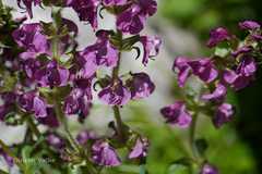 Pedicularis pectinata
